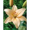 Луковица лилии Champagne Diamond (Шампань Даймонд) ЛА-гибрид-NB: фото и описание