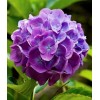 Саженец гортензии крупнолистной Мэджикал Фламенко Блю (Magical Flamenco blue): фото и описание