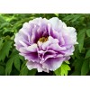 Саженец пиона древовидный Excel Hemp Scarf Purple: фото и описание