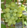 Саженец винограда Монарх (Ранний/Белый): фото и описание