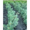 Саженец Ели Голубая Мисти Блу (Misty Blue)  до 20 см: фото и описание