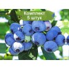 Саженцы голубики Латеблю (Latiblue) -  5 шт.: фото и описание