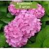 Саженцы гортензии крупнолистной Пинк Вондер (Pink Wonder) -  5 шт.: фото и описание