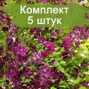 Саженец клематиса Сёдертелье (Sodertalje) -  5 шт.: фото и описание