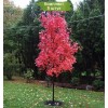 Саженцы клёна Краснолистный (40-60 см) -  5 шт.: фото и описание