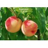 Саженцы Персика Крымская осень -  5 шт.: фото и описание