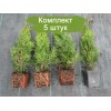 Сеянцы Туи Колумна до 20 см -  5 шт.: фото и описание