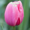 Комплект 5шт / Тюльпан Криспа Пинк