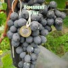 Комплект 5шт / Виноград Агат Донской
