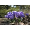 Луковица крокуса крупноцветкового Вангуард (Vanguard): фото и описание
