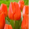 Луковица тюльпана Оранж Шерпа (Orange Sherpa): фото и описание
