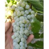 Виноград Грушевский белый: фото и описание