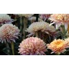 Саженец хризантемы мультифлора Арес Шампань (Ares Champagne) (Шампань ): фото и описание